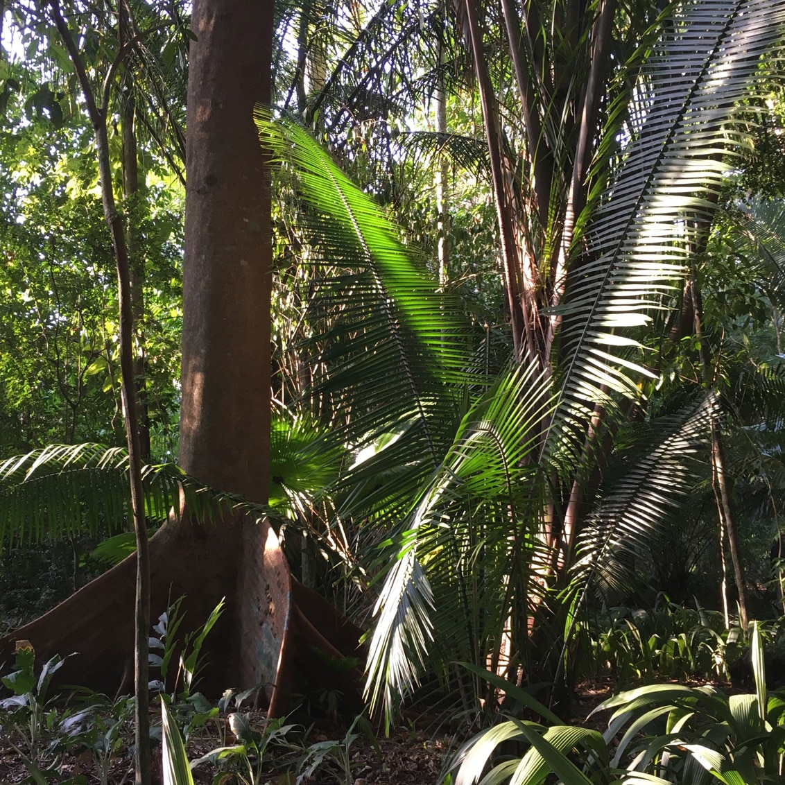 Olea Antica résine amazonie