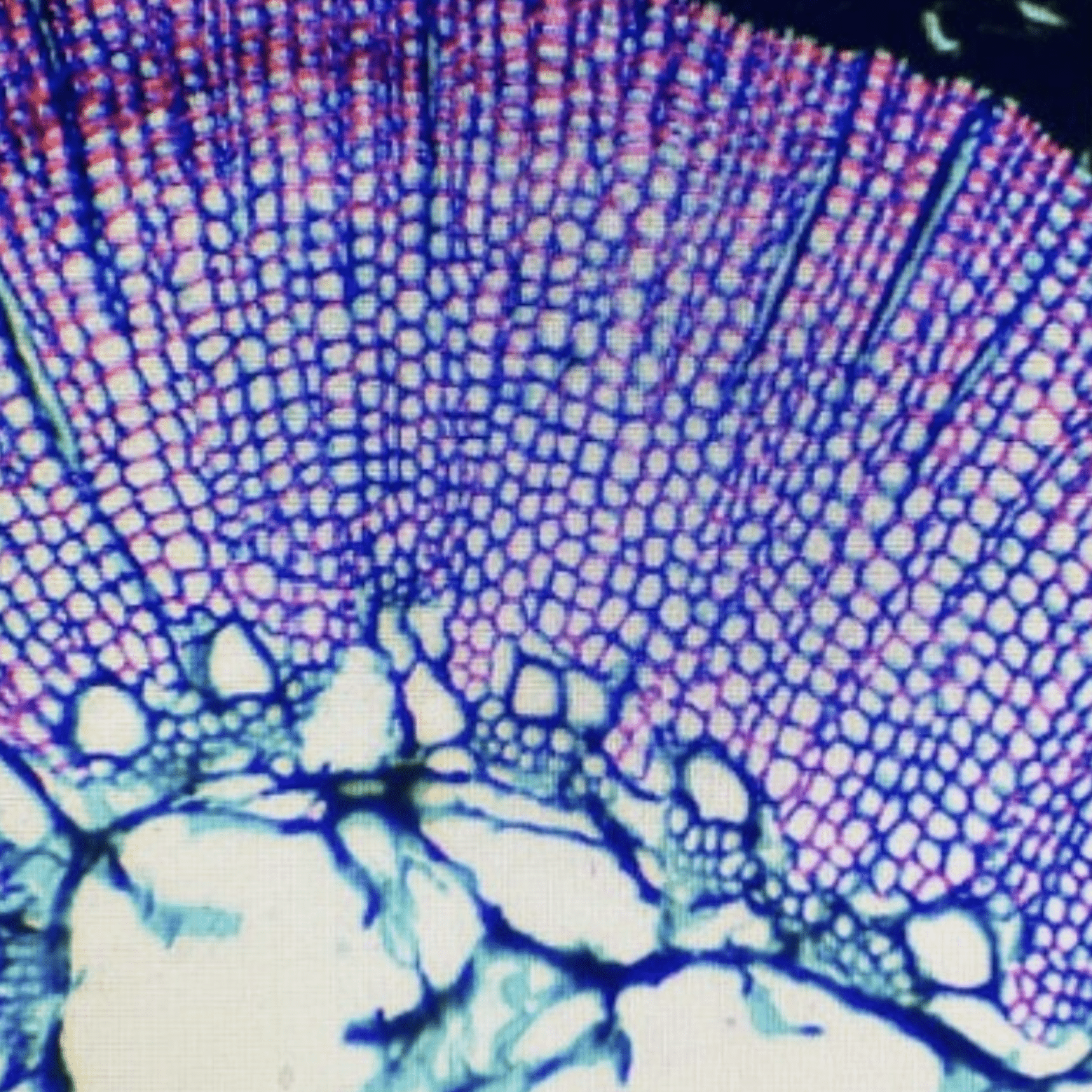 Végétal au microscope